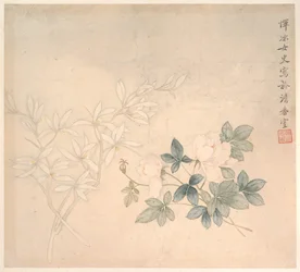 Étude des fleurs