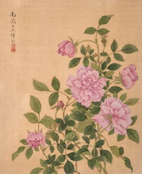 Rose de l