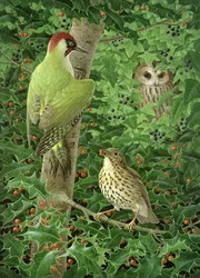 Pic, hibou et grive