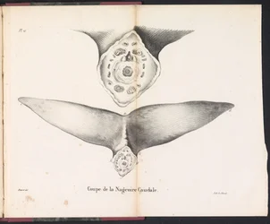 Coupe de la nageoire caudale