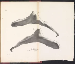 Os pelvien de la baleine, 1827