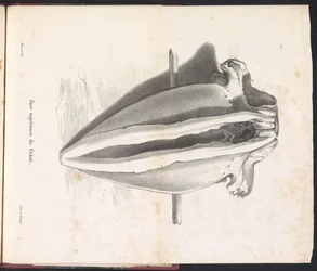 Crâne de la baleine, 1827