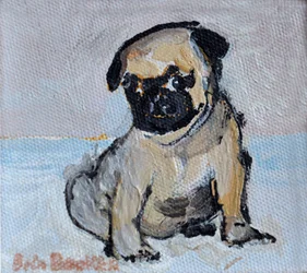 Vincent, le chiot carlin