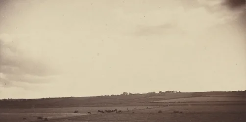 Vue de champs avec des vaches, années 1850-1860 (photo)