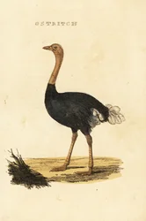 Autruche commune