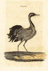 Grue demoiselle, Grus virgo