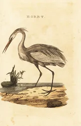 Grande aigrette, Ardea alba