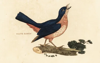 Rossignol bleu de Sibérie, Larvivora cyane
