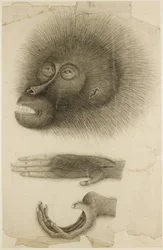 La tête et les mains d