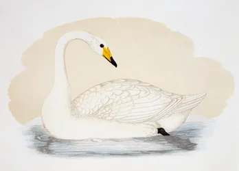 Cygne sauvage (Cygnus cygnus), gravure