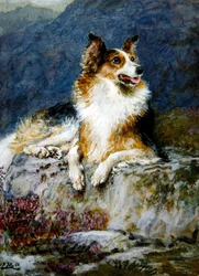 Colley dans un paysage