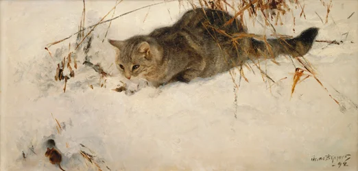 Un chat guettant une souris dans la neige