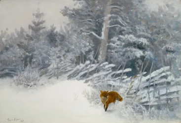 Un renard dans les bois d