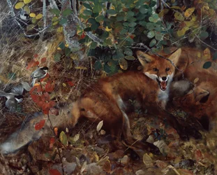 Renards