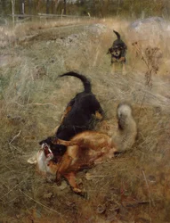 Chiens et renard