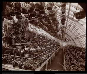 Orchidées dans une serre au domaine Helen Gould (ancienne résidence de Jay Gould) à Tarrytown, New York, 1894