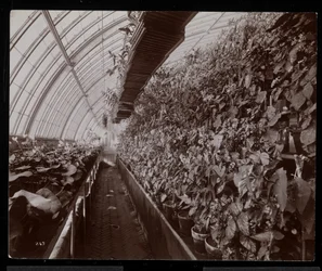 Orchidées dans une serre au domaine Helen Gould (ancienne résidence de Jay Gould) à Tarrytown, New York, 1894