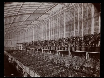 Plantes dans une serre au domaine Helen Gould (ancienne résidence de Jay Gould) à Tarrytown, New York, 1894