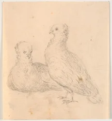 Deux pigeons