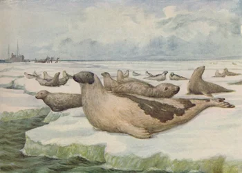 Chasse au Phoque, Terre-Neuve, 1916