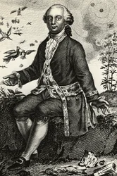 Portrait de Georges-Louis Leclerc de Buffon (1707-1788), naturaliste et mathématicien français, gravure