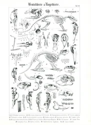 Illustration anatomique des Marsupiaux et des Rongeurs