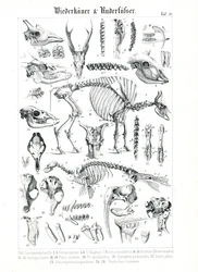 Illustration anatomique des ruminants et des pinnipèdes
