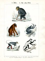 Singes de l