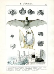 Les chauves-souris et leur anatomie