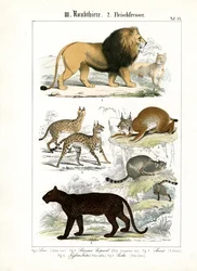 Grands félins et petites espèces félines