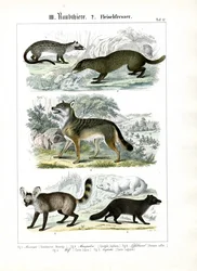 Carnivores de la famille des canidés et mustélidés