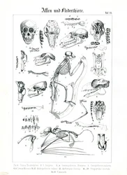 Anatomie comparée des primates et des chauves-souris