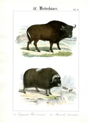 Bison d