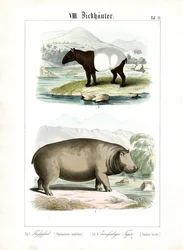Hippopotame et tapir
