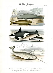 Les mammifères marins et leurs caractéristiques anatomiques