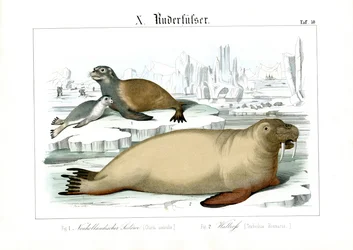 Mammifères marins des régions polaires