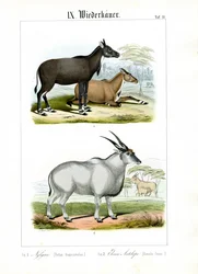 Antilope Nilgai et Eland