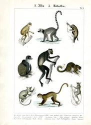 Prosimiens et lémuriens