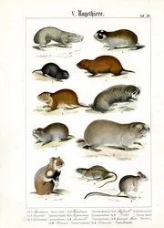 Les rongeurs et leurs adaptations morphologiques