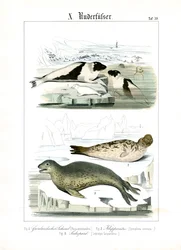 Phoques des eaux arctiques