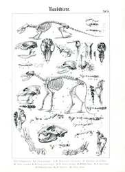 Squelettes et crânes de carnivores