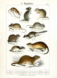 Diverses espèces de rongeurs