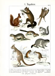 Diverses espèces de rongeurs d