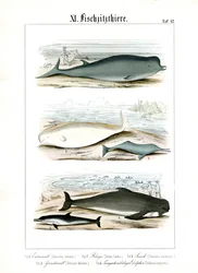 Baleines et dauphins dans leurs habitats marins