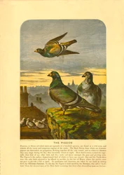 Le Pigeon