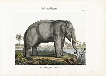 Éléphant d