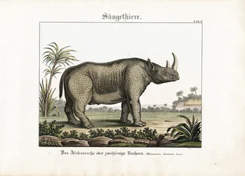 Rhinocéros africain ou bicorne