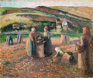 Récolte de pommes de terre