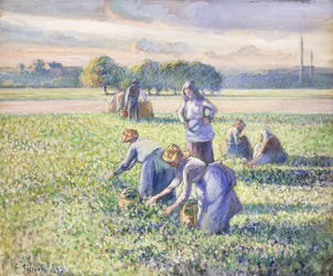 La récolte des pois, 1887