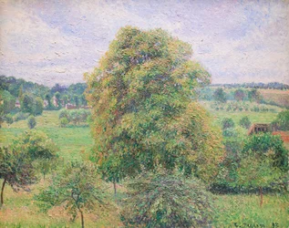 Grand noyer à Éragny